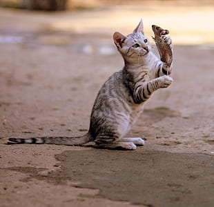 short-fur gray cat holding mouse on brown surface thumbnail