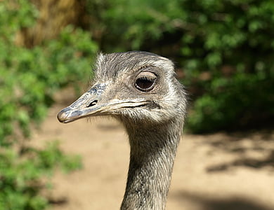 bokeh shot of gray ostrich thumbnail