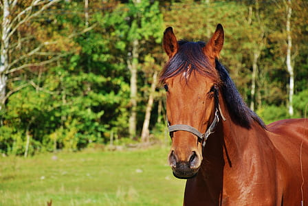 brown horse thumbnail