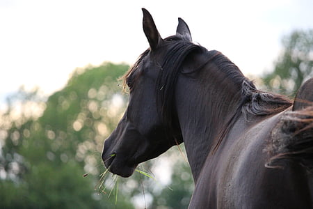selective focus photo of horse near tree under white clouds and blue sky thumbnail