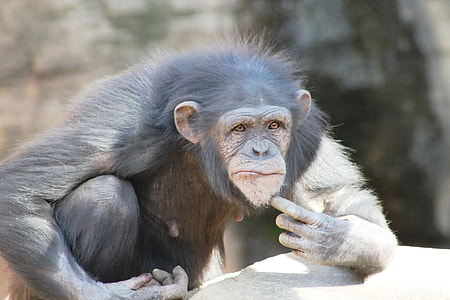 monkey sitting beside the rock thumbnail