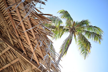 worm's-eye view of coconut tree thumbnail