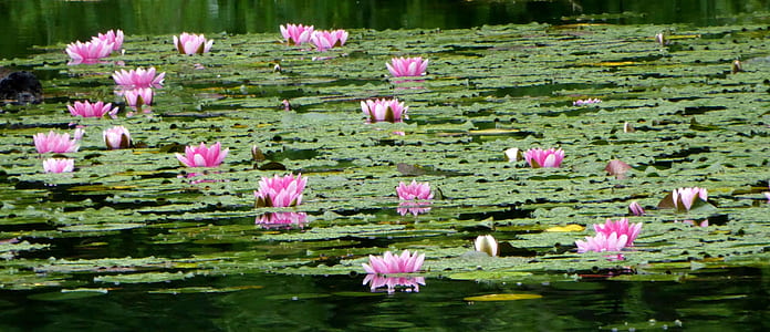 pink lotus flowers on green lily pads thumbnail