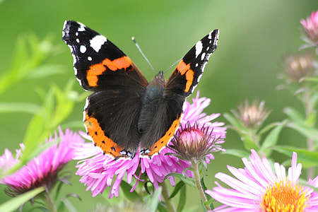 black and yellow butterfly on top of purple petaled flower thumbnail