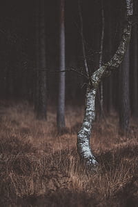 shallow focus photography of gray bare tree thumbnail