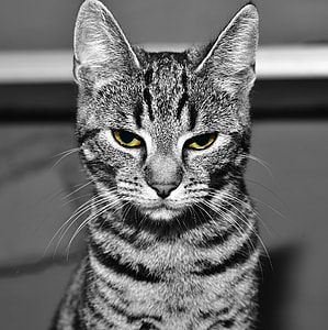 silver tabby cat photo thumbnail