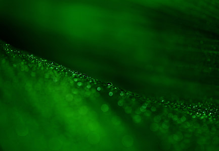 leaves, green, shadow play, leaf, veins, leaves, green thumbnail