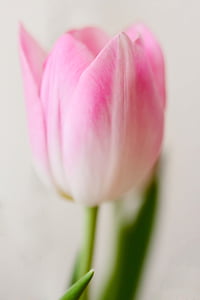 pink and white tulip thumbnail