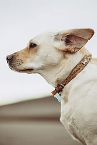 shallow focus photography of adult yellow Labrador retriever thumbnail