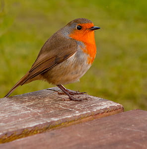 brown and orange bird on brown surface thumbnail