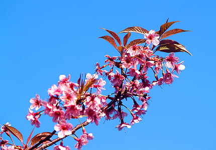 nature, sky, flowers, petals thumbnail