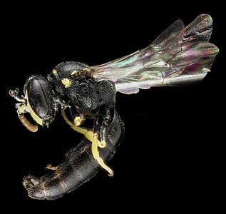 Close up of Bee Anatomy thumbnail