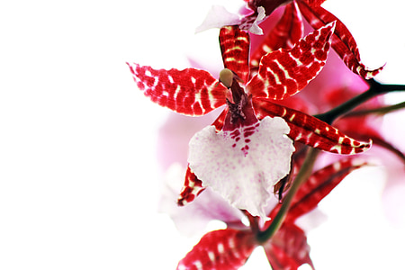 shallow focus photography of red flowers thumbnail