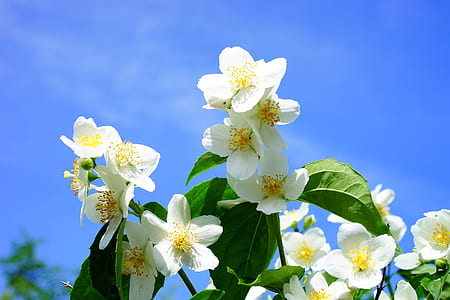white flowers thumbnail
