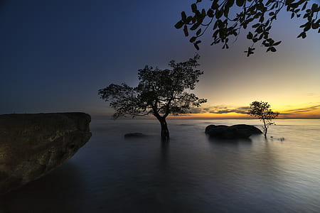 tree on body of water thumbnail