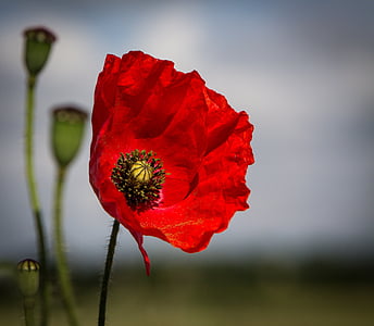 red poppy flower in bloom close up photo thumbnail