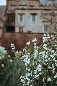 close up photography of white petaled flowers in bloom thumbnail