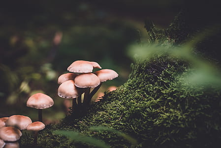 macro shot photography of fungus thumbnail