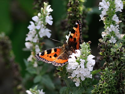 painted lady butterfly perching on white flower during daytime thumbnail