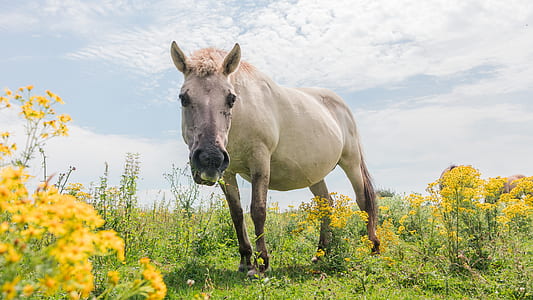 white horse in green field thumbnail