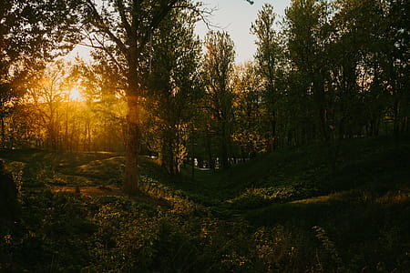 Silhouette Of Trees thumbnail