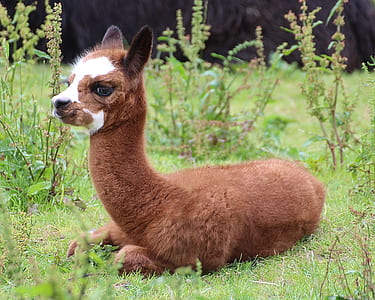 brown and white animal lying on green grass field thumbnail
