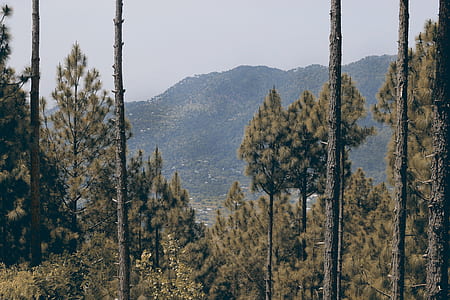 Trees On Mountain thumbnail