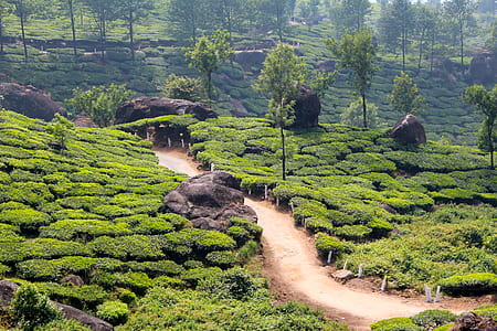 aerial photography of forest thumbnail