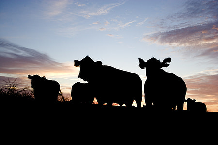 silhouette photography of herd of cattle thumbnail
