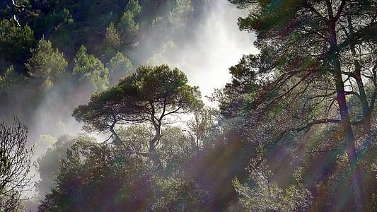 rainforest photo thumbnail