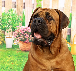 large short-coated brown and black dog thumbnail
