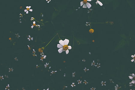 white cosmos flowers closeup photography thumbnail