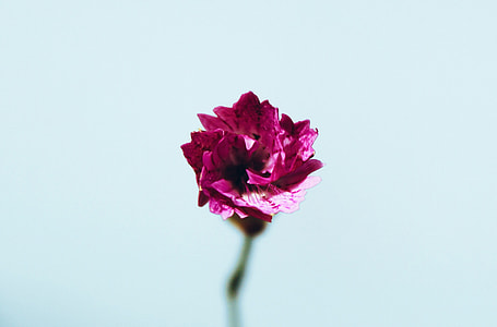 focus photography of red petal flower thumbnail