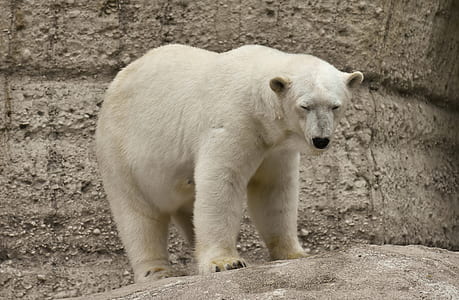 polar bear standing on rock thumbnail