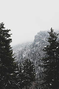 photography of trees coated with snow thumbnail