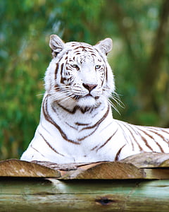 white tiger sitting on wooden panel thumbnail