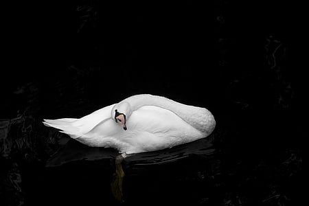 white swan on black water thumbnail