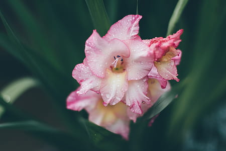 selective focus photograph of pink orchid thumbnail