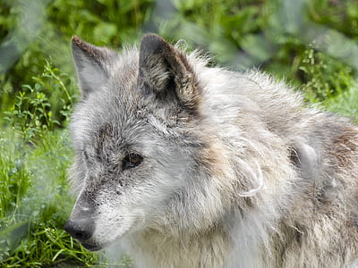 grey wolf thumbnail