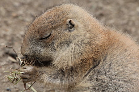 wildlife photography of brown 4-legged animal thumbnail