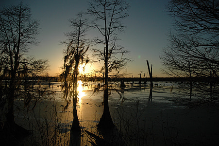 silhouette of trees on body of water thumbnail