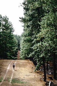 person walking on pathway between green trees at daytime thumbnail