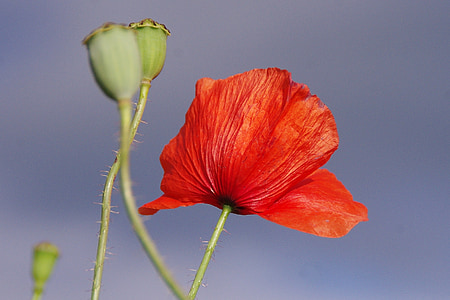 close up photography of poppy flower thumbnail