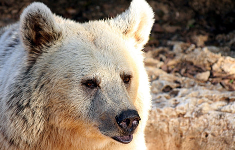 white bear thumbnail