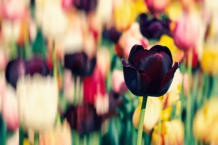 selective photo of red flower thumbnail