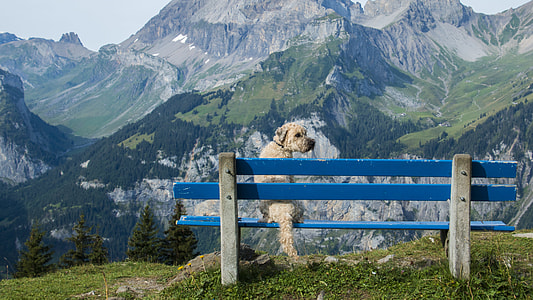 Golden Retriever seating on the bench during daytime thumbnail