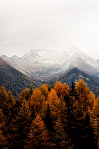 orange leafed trees beside mountain range thumbnail