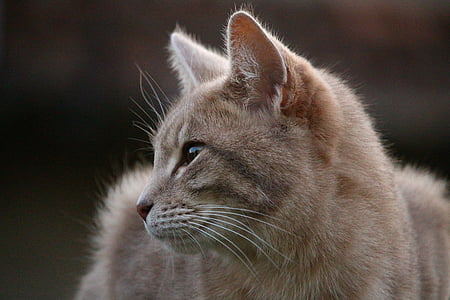 selective focus photography of brown cat thumbnail