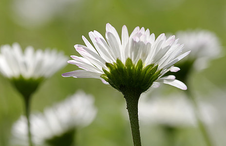 Daisies, Flowers thumbnail