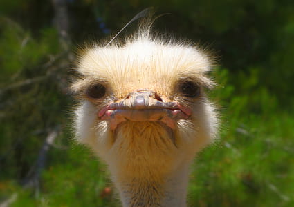 portrait photo of ostrich thumbnail